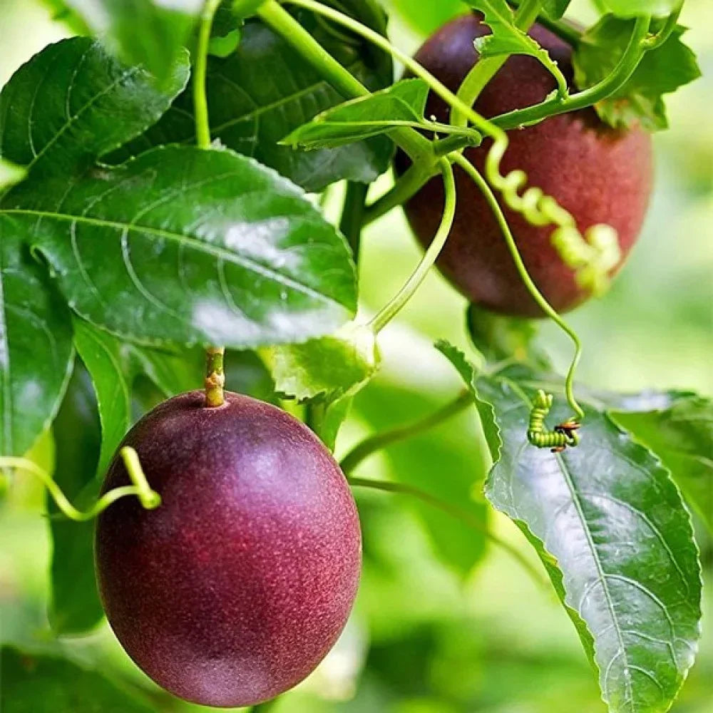 Dark red Passiflora fruit seeds for planting Passiflora edulis variety