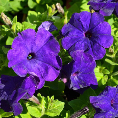 Dark Violet Hanging Petunia Seeds for Planting