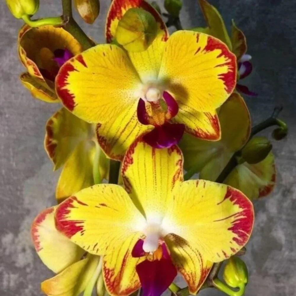 Dark Yellow Orchid Flower Seeds for Planting