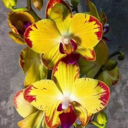 Dark Yellow Orchid Flower Seeds for Planting
