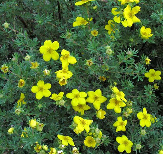 Premium Yellow Cinquefoil Flower seeds for Planting Easy to Grow, Heirloom & GMO Free Seeds for Home Garden seeds