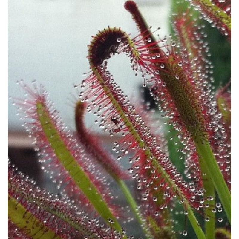 Green Sundew Clip Flower seeds for Planting Bright Blooms, Heirloom & GMO Free Seeds for Home Garden vegetable and garden seeds