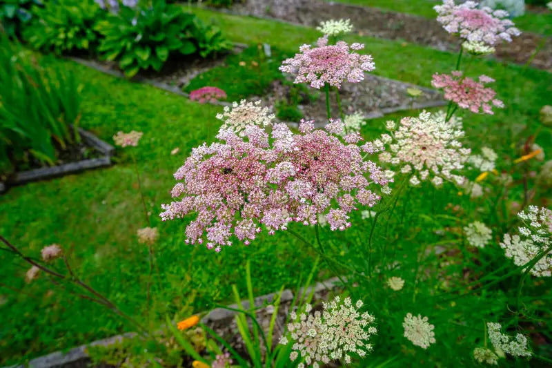 High quality Mixed Dara Anne's Lace Flower seeds for Planting Pollinator Friendly, Heirloom & GMO Free Seeds for Home Garden seeds pack