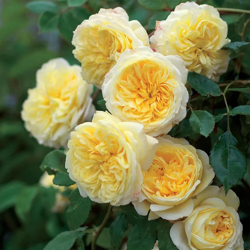 Yellow Climbing Rose Flower seeds for Planting Perfect for Borders, Heirloom & GMO Free Seeds for Home Garden seeds for planting