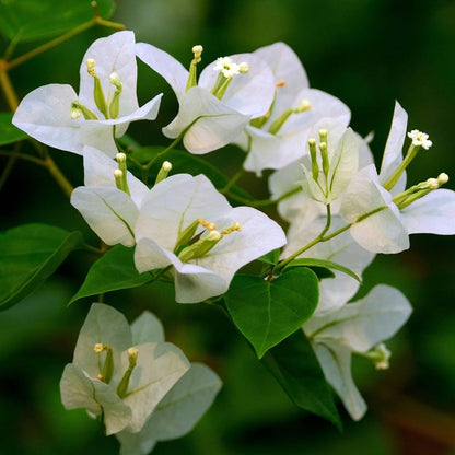 Mixed Bougainvillea Flower seeds for Planting - Low Maintenance, Heirloom & GMO Free Seeds for Home Garden