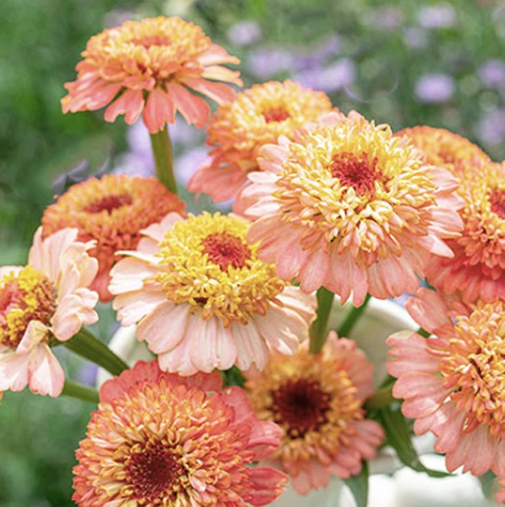 Brown Yellow Zinnia Flower seeds for Planting Hardy Variety Heirloom & GMO Free Seeds for Home Garden