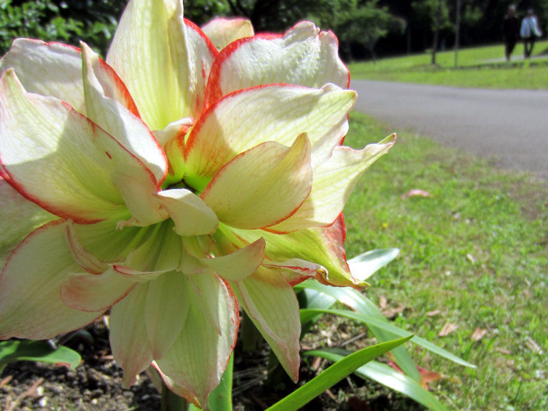 Hippeastrum Army Green Flower seeds for Planting Pollinator Friendly, Heirloom & GMO Free Seeds for Home Garden vegetable and garden seeds