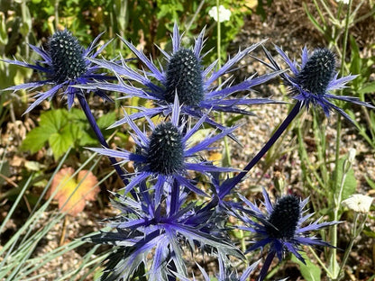 Alpinum (Alpinum Flower) seeds for planting in home garden