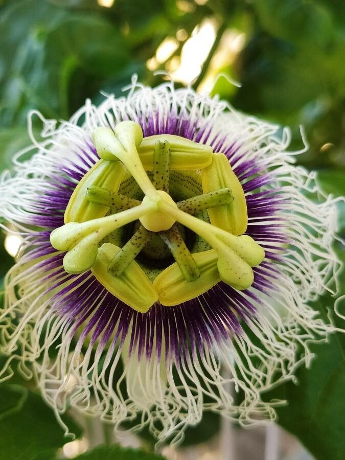 Colinvauxii Passion Flower seeds for Planting Colorful Display, Heirloom & GMO Free Seeds for Home Garden vegetable and garden seeds