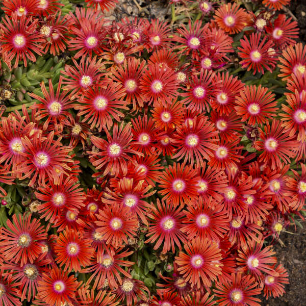 Delosperma Carmine Flower seeds for Planting Perfect for Borders Heirloom & GMO Free Seeds for Home Garden