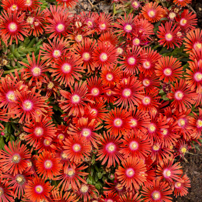 Delosperma Carmine Flower seeds for Planting Perfect for Borders Heirloom & GMO Free Seeds for Home Garden