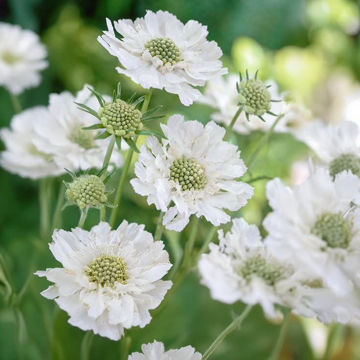 Scabiosa Flower seeds for Planting Low Maintenance Heirloom & GMO Free Seeds for Home Garden