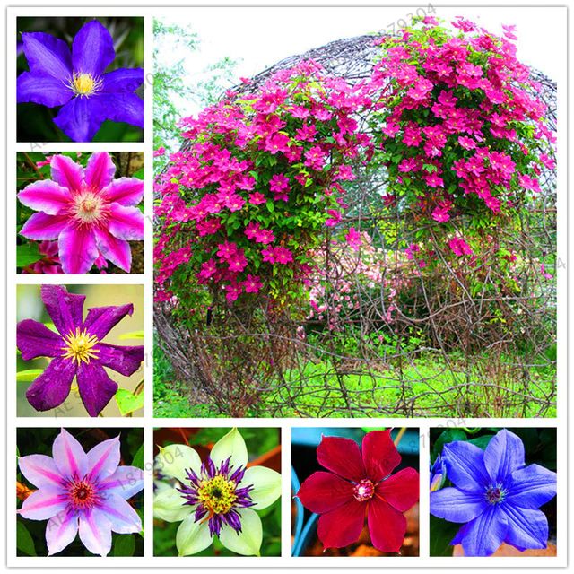 Multi Colored Clematis Flower seeds for Planting Low Maintenance, Heirloom & GMO Free Seeds for Home Garden seeds for planting