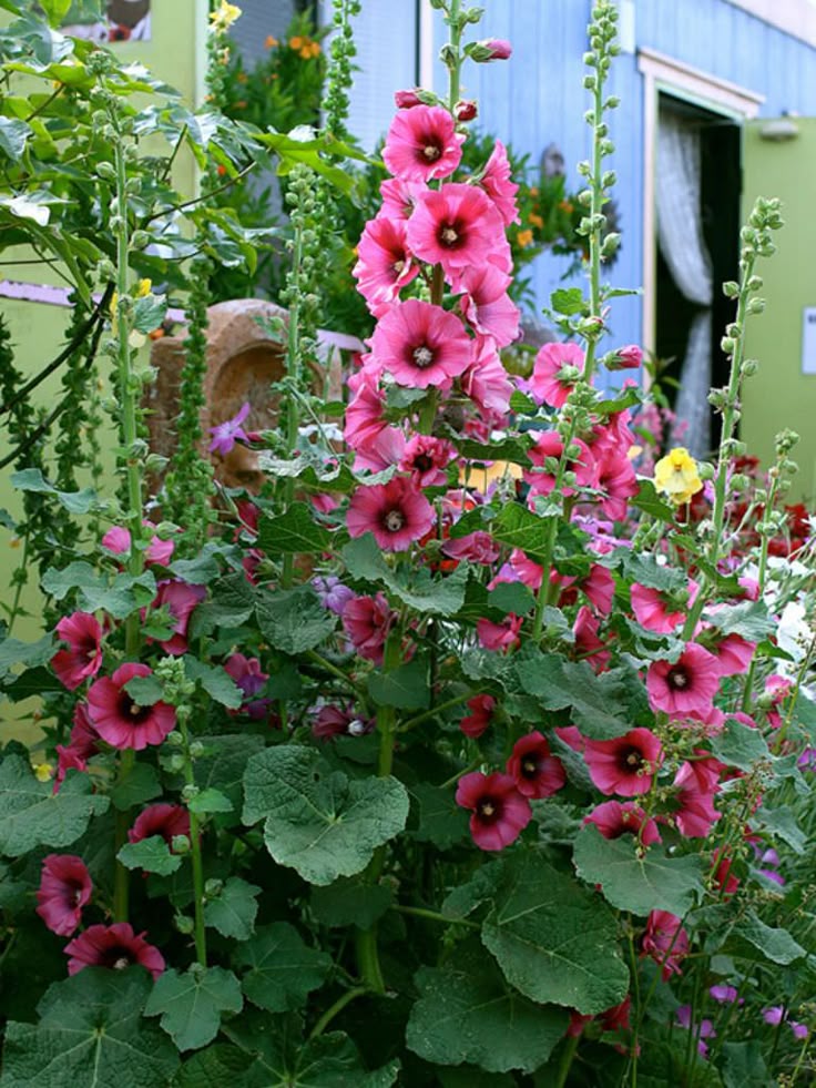 High quality Mallow Alcea Rosea Flower seeds for Planting Seasonal Bloomer, Heirloom & GMO Free Seeds for Home Garden seeds pack