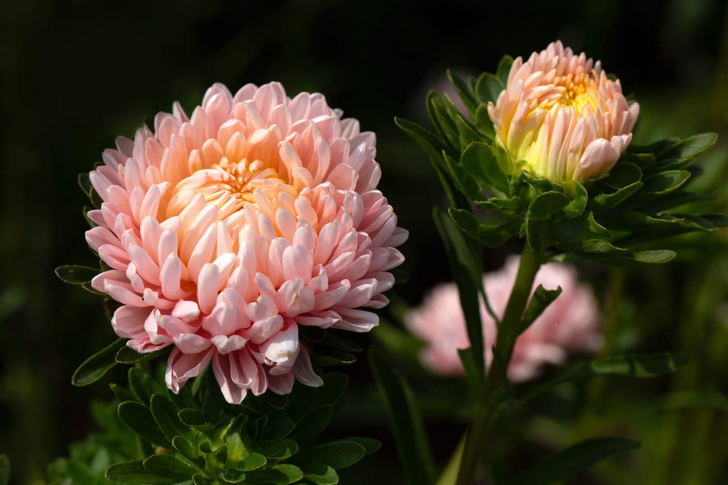 Duchess Paeony Aster Flower seeds for Planting, Hardy Variety Heirloom & GMO Free Seeds for Home Garden