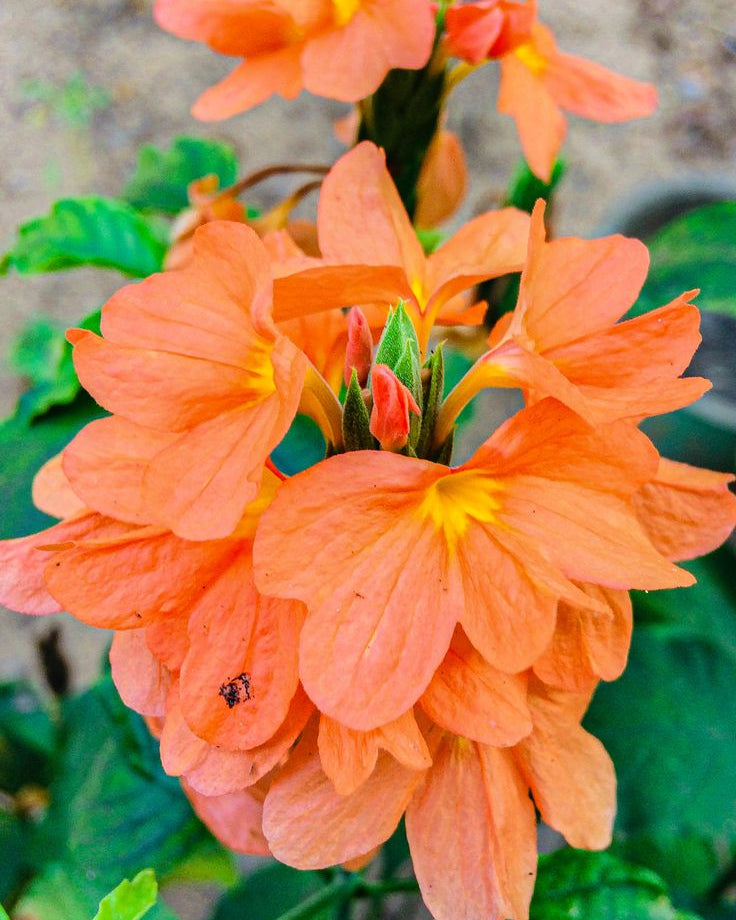 Firecracker Flower seeds for Planting Vibrant Colors, Heirloom & GMO Free Seeds for Home Garden vegetable and garden seeds