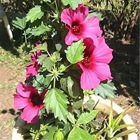 Cannabinus Flower seeds for Planting Vibrant Colors Heirloom & GMO Free Seeds for Home Garden