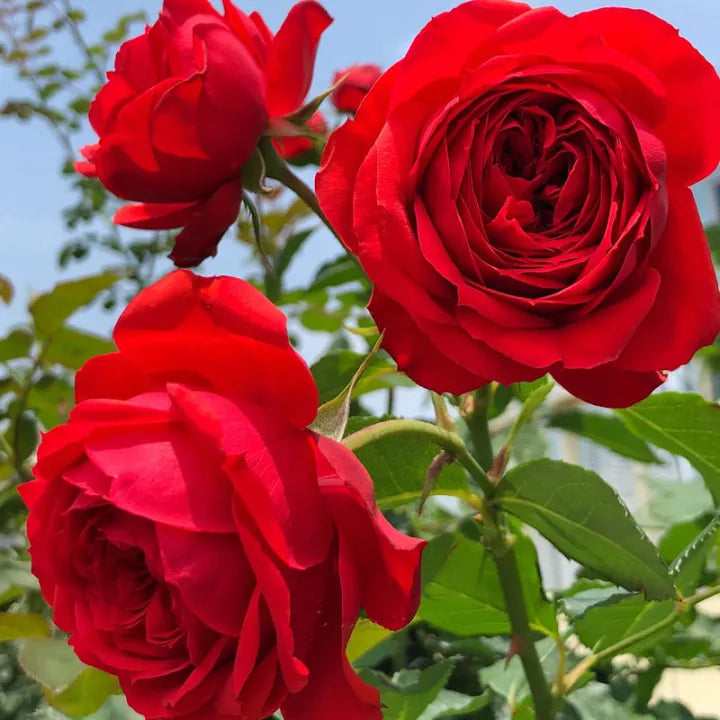 Red Climbing Rose Flower seeds for Planting Vibrant Colors Heirloom & GMO Free Seeds for Home Garden