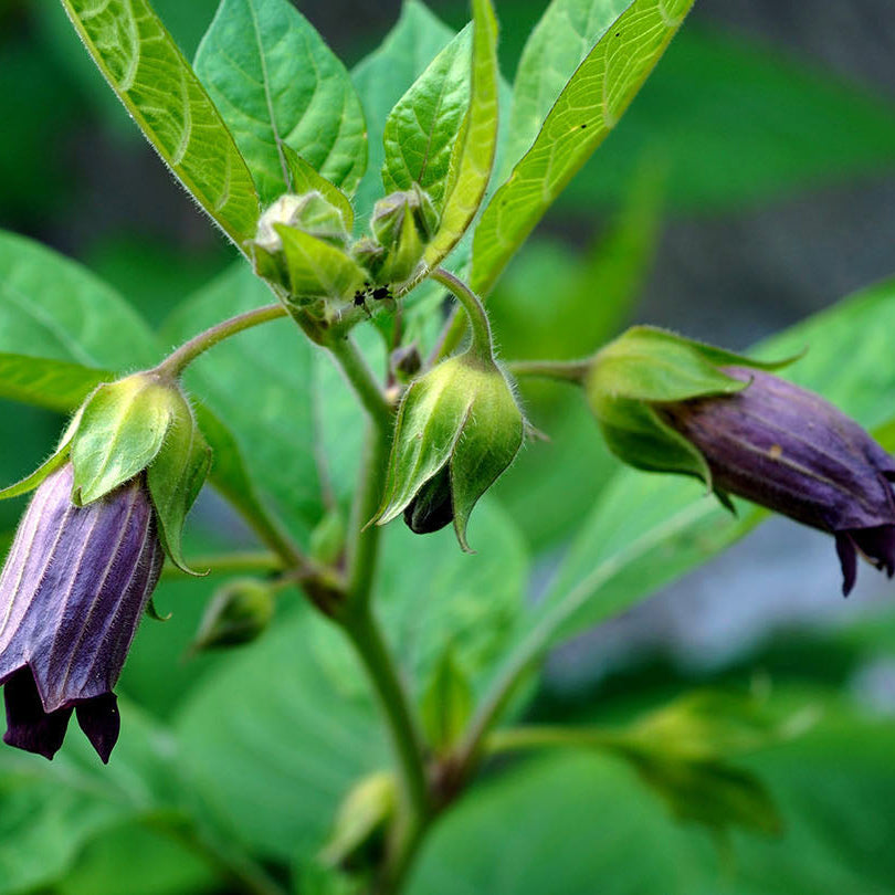 Belladonna Flower seeds for Planting Hardy Variety Heirloom & GMO Free Seeds for Home Garden