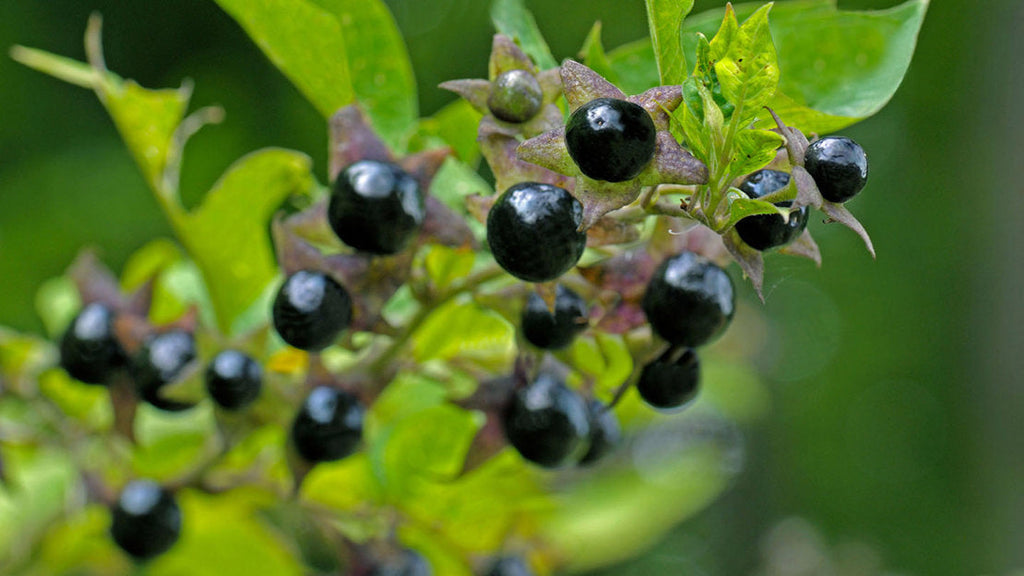 High quality Black Belladonna Flower seeds for Planting Wildflower Mix, Heirloom & GMO Free Seeds for Home Garden seeds pack