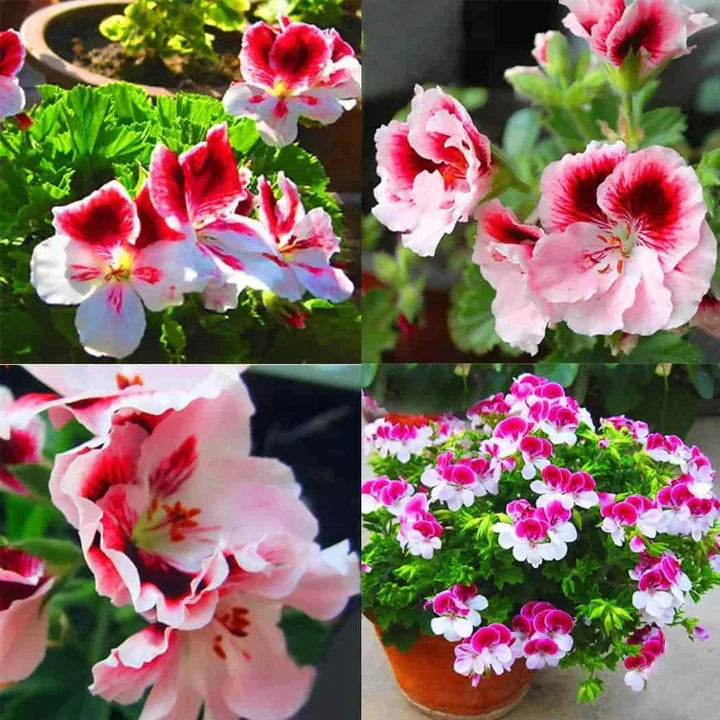 Deep Blue Univalve Geranium Flower Seeds for Planting
