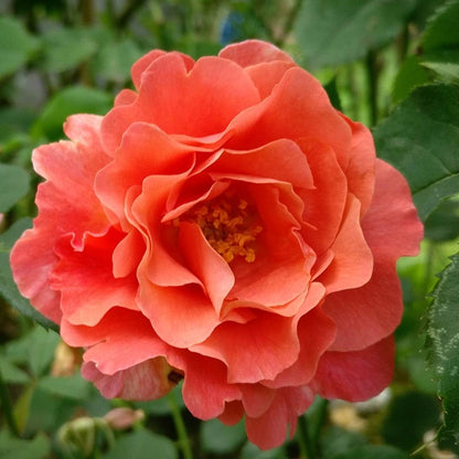 Deep Orange Climbing Rose Seeds for Planting