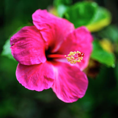 Hibiscus Flower seeds for Planting Perfect for Borders Heirloom & GMO Free Seeds for Home Garden