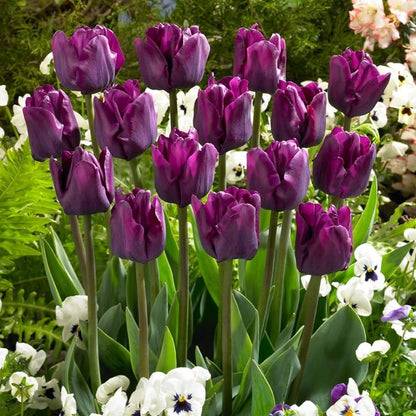 Close-Up of Deep Purple Tulip Flower