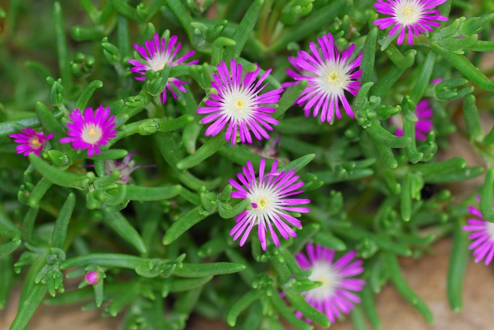 Mittagsblume Flower seeds for Planting Fragrant Blossoms, Heirloom & GMO Free Seeds for Home Garden vegetable and garden seeds