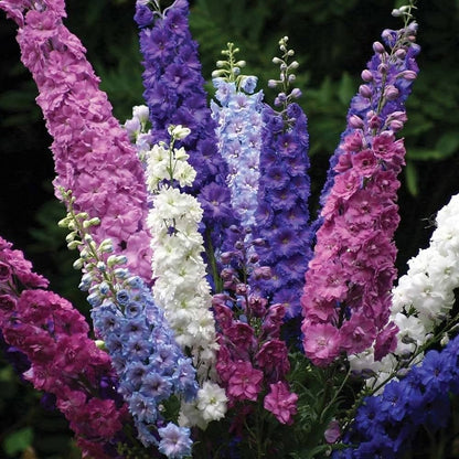 Rocket Larkspur Flower seeds for Planting - Long Bloom Season, Heirloom & GMO Free Seeds for Home Garden