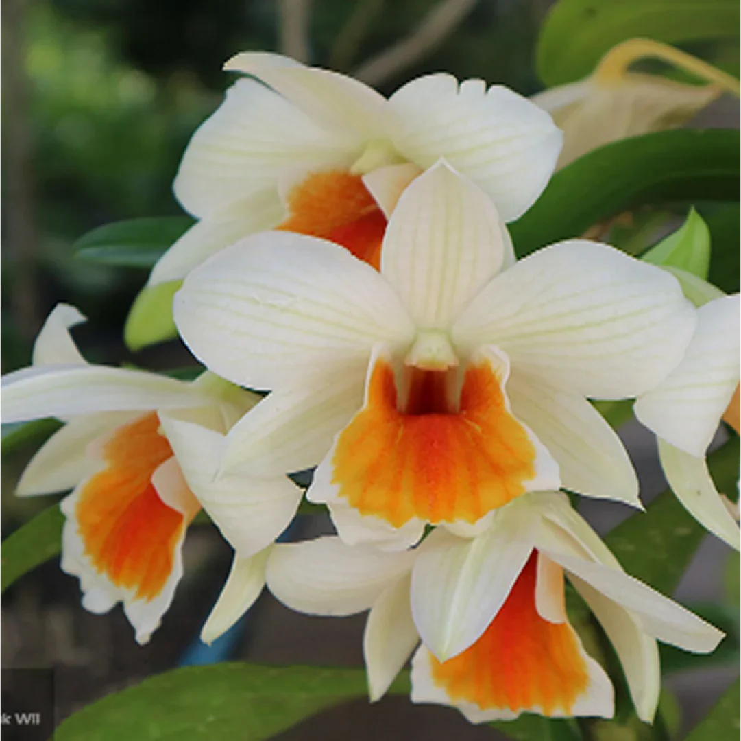 Premium White Orange Orchid Flower seeds for Planting Cut Flower Favorite, Heirloom & GMO Free0 Seeds for Home Garden seeds