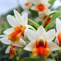 White Orange Orchid Flower seeds for Planting Cut Flower Favorite, Heirloom & GMO Free0 Seeds for Home Garden seeds for planting