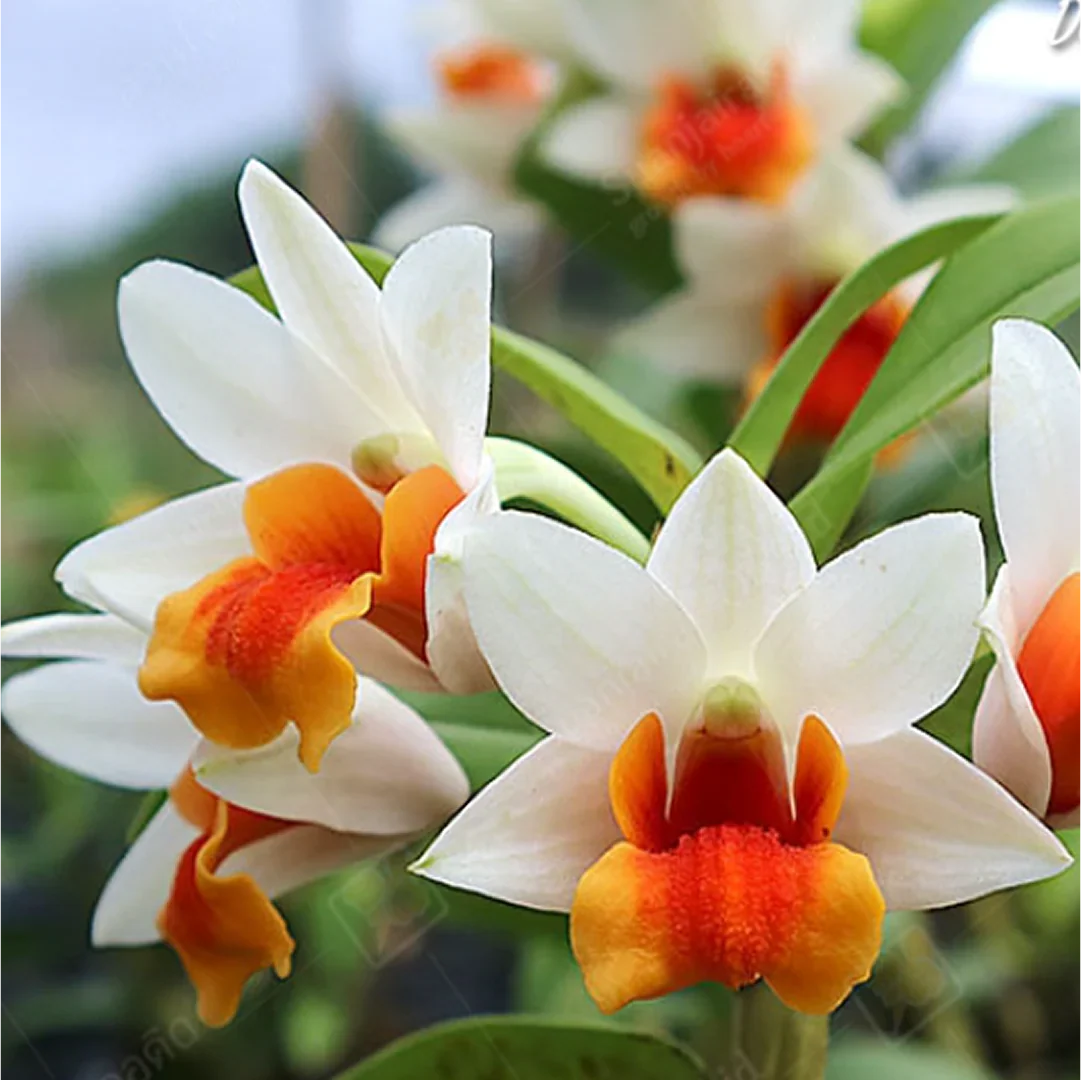 White Orange Orchid Flower seeds for Planting Cut Flower Favorite, Heirloom & GMO Free0 Seeds for Home Garden seeds for planting