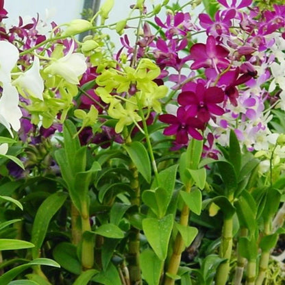 Dendrobium Flower seeds for Planting Wildflower Mix Heirloom & GMO Free Seeds for Home Garden