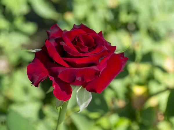 Deep Red Rose Flower seeds for Planting Garden Favorite, Heirloom & GMO Free Seeds for Home Garden vegetable and garden seeds