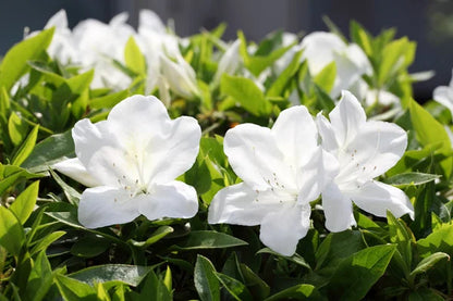 Azalea Blanco Flower seeds for Planting Fragrant Blossoms Heirloom & GMO Free Seeds for Home Garden