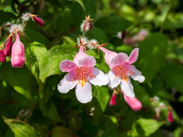 Pink Linnaea Amabilis Flower seeds for Planting Compact Growth, Heirloom & GMO Free Seeds for Home Garden vegetable and garden seeds