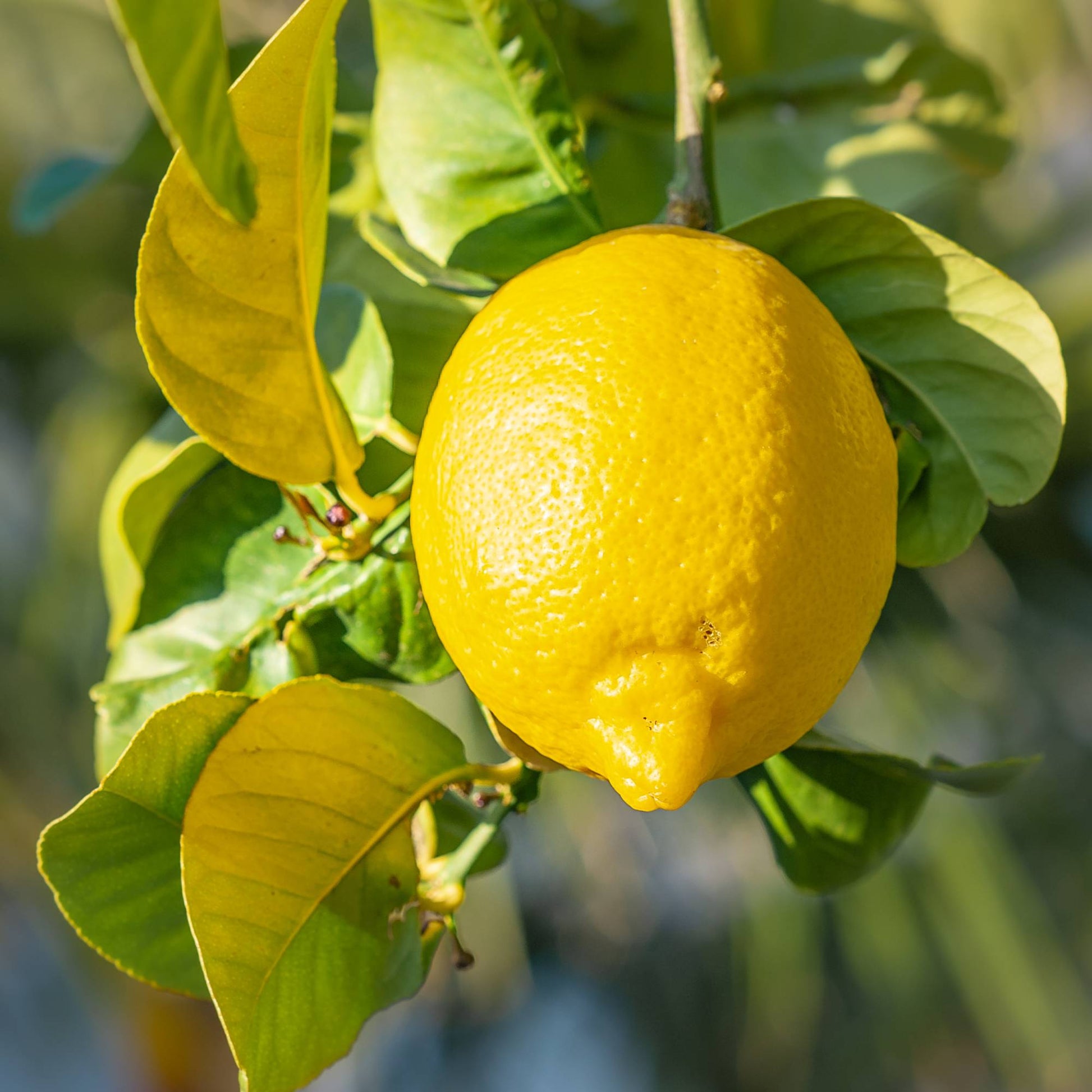 Fresh Harvest Lemon Seeds for Planting - Evergrowseeds