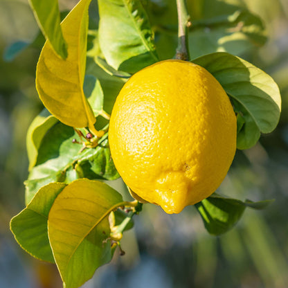 Fresh Harvest Lemon Seeds for Planting - Evergrowseeds