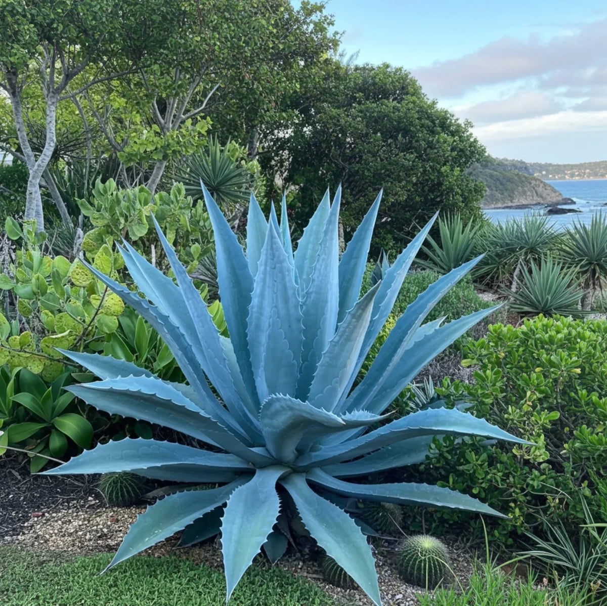 Agave Kerchovei in Desert Garden