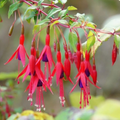 Purple Fuchsia Magellanica Flower seeds for Planting Sun Loving, Heirloom & GMO Free Seeds for Home Garden seeds for planting