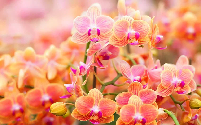 Orange Pink Phalaenopsis Orchid Flower seeds for Planting Perfect for Borders Heirloom & GMO Free Seeds for Home Garden