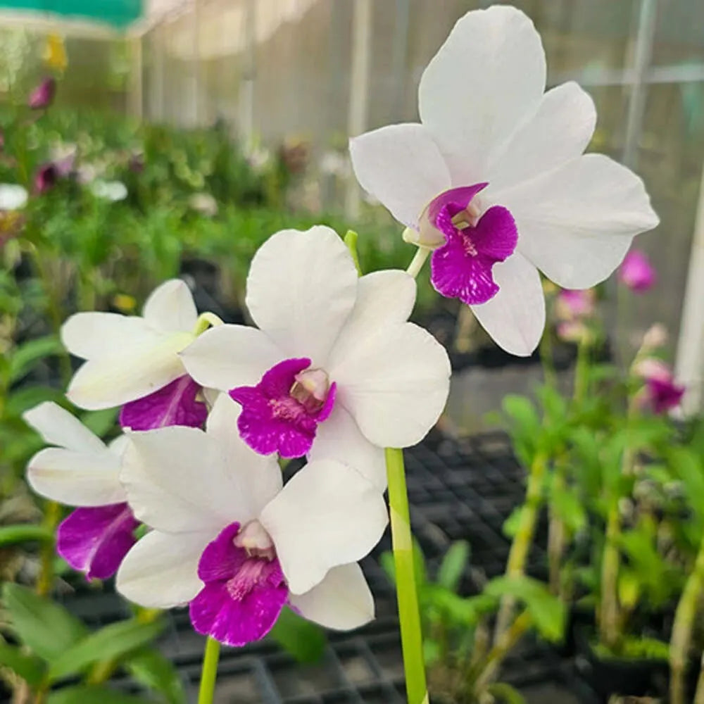 Multi Colored Dendrobium Flower seeds for Planting Low Maintenance, Heirloom & GMO Free Seeds for Home Garden seeds for planting