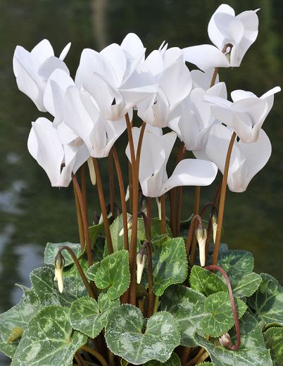 White Cyclamen Flower seeds for Planting Drought Tolerant, Heirloom & GMO Free Seeds for Home Garden seeds for planting