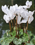 White Cyclamen Flower seeds for Planting Drought Tolerant, Heirloom & GMO Free Seeds for Home Garden seeds for planting