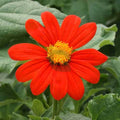 Orange Tithonia Speciosa Flower seeds for Planting Perfect for Borders, Heirloom & GMO Free Seeds for Home Garden seeds for planting