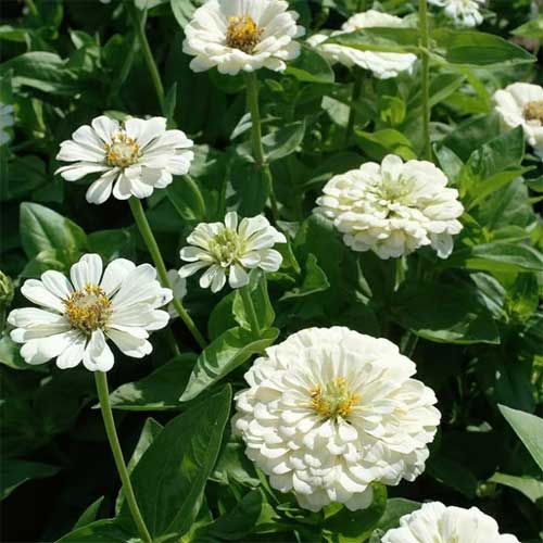 White Green Zinnia Flower seeds for Planting Wildflower Mix Heirloom & GMO Free Seeds for Home Garden