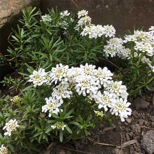 Premium White Candytuf Flower seeds for Planting Premium Quality, Heirloom & GMO Free Seeds for Home Garden seeds