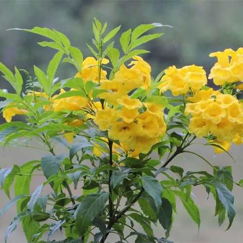 High quality Yellow Madia Flower seeds for Planting Shade Tolerant, Heirloom & GMO Free Seeds for Home Garden seeds pack