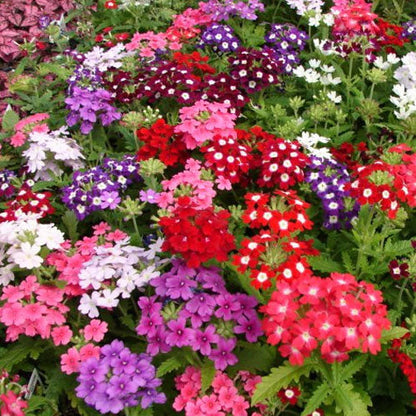 Verbena Dwarf Mix Flower seeds for Planting - Pollinator Friendly, Heirloom & GMO Free Seeds for Home Garden